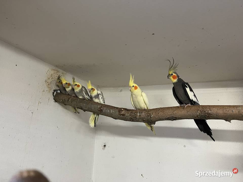 Nimfy wystawowe 2026 Ptaki podkarpackie