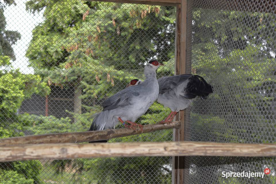 Bażanty uszaki brunatne