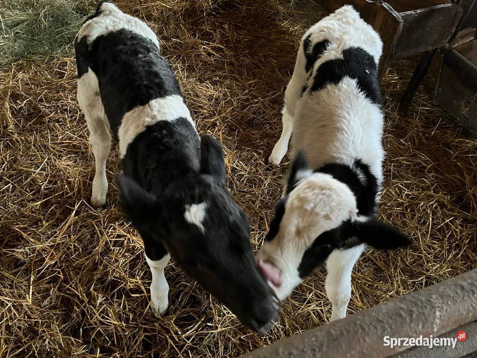 Cielaczki podlaskie Popławy