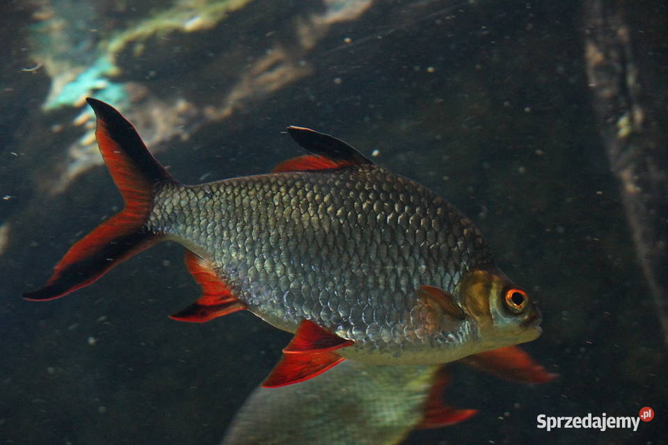 Brzanka Schwanenfelda wielka Barbonymus pomorskie Gdańsk sprzedam