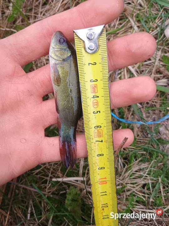 Lin narybek ryby do stawu oczka wodnego Chojeniec sprzedam