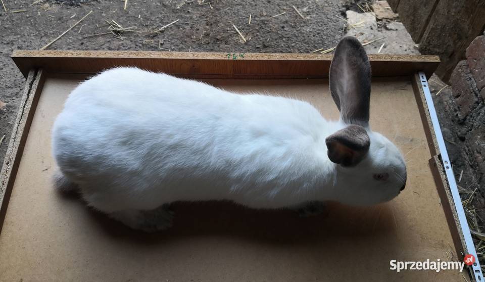 Samiczka kalifornisjka duża króliki młode Rybnik
