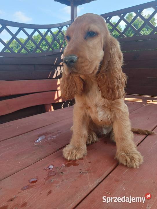 Sprzedam Cocker spaniel angielski Cocker Spaniel Bytoń