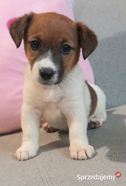 Jack Russell Terrier FCI Winnica