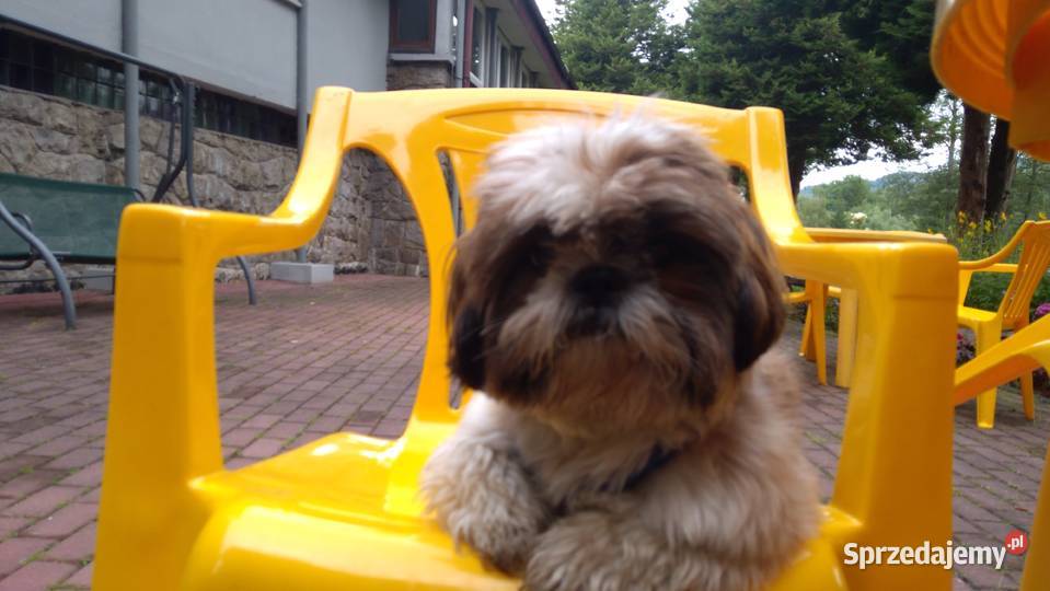 shih tzu z rodowodem pokryje suczkę Gliwice