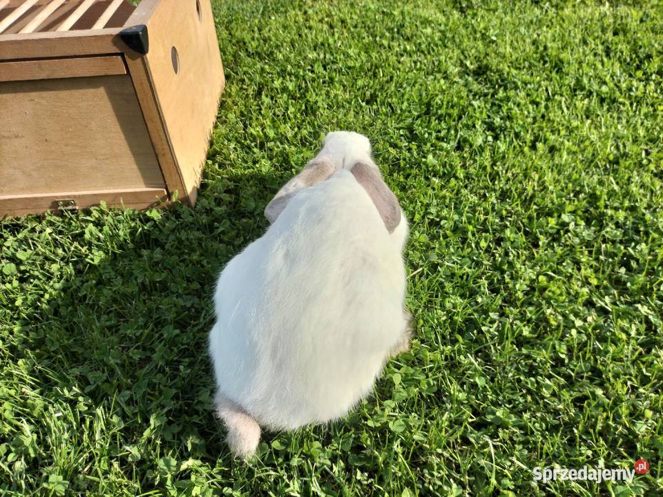 Królik Kalifornijski Samiczka Wielopole Skrzyńskie