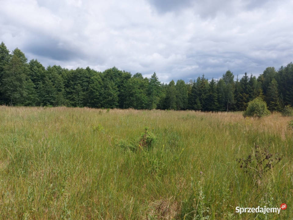 Działka 282 ha na sprzedaż Wiluki 28200m2