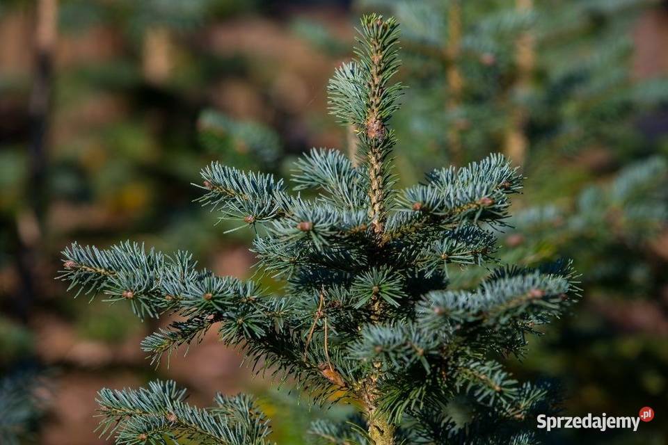 Jodła arizońska Abies lasiocarpa wys 3050 donica