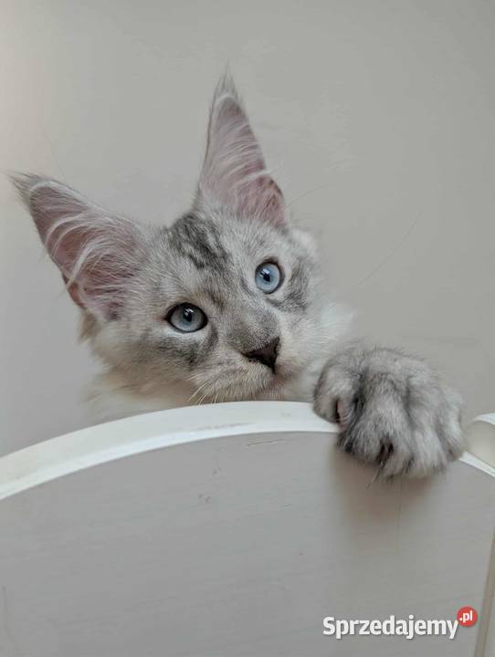 Słodki kocurek Maine Coon Wrocław