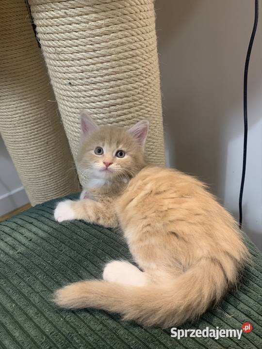 Rezerwacja kocięta koty i kocice Maine Coon Warszawa