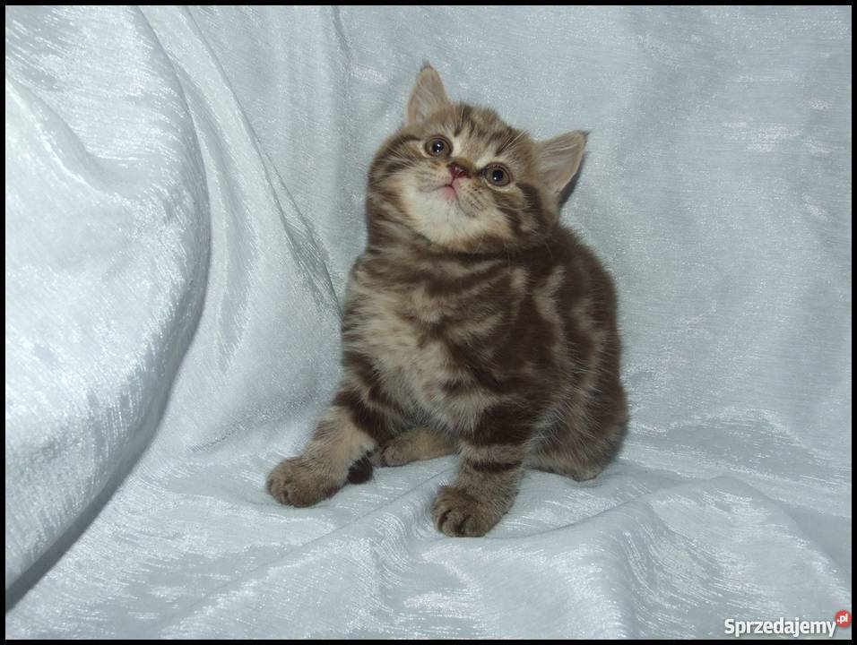 Kocięta Brytyjskie Silver Tabby