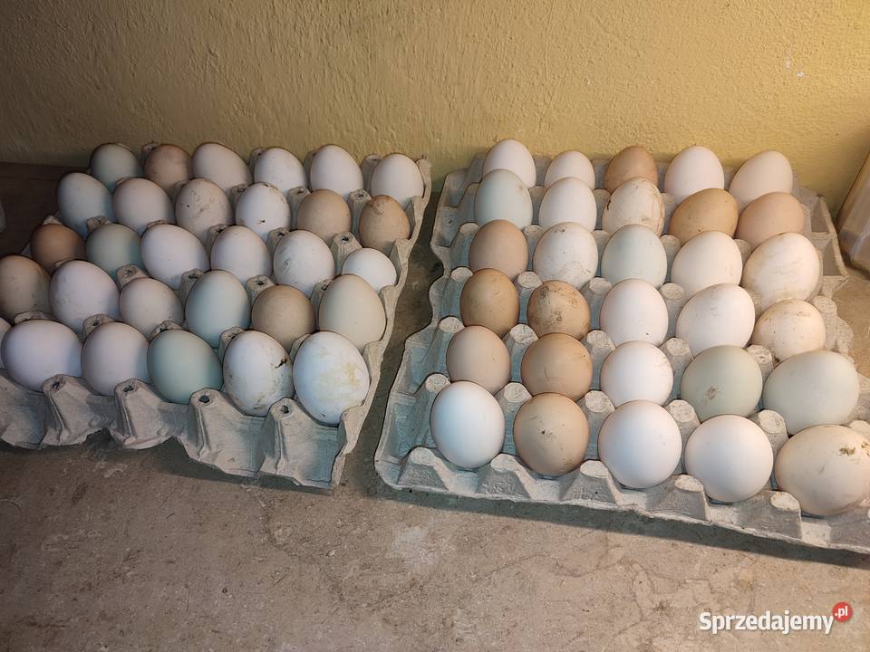 Jajka lęgowe róznych ras: brachma, włoszka, silka, arakuna