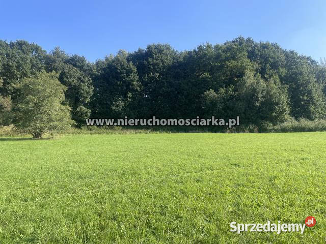 Działka 2780m2 Syrynia 2780m2 sprzedam