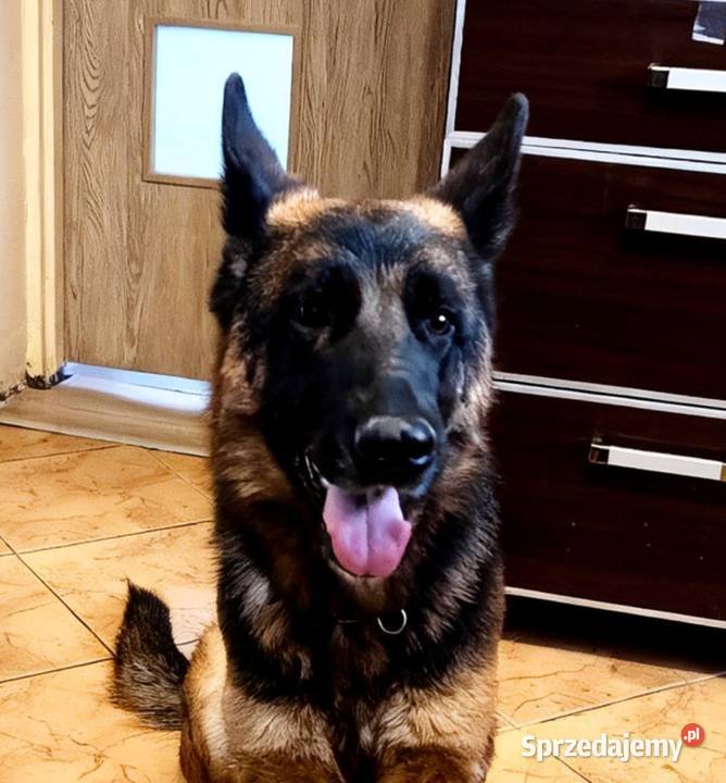 Owczarek niemiecki krótkowłosy łódzkie Będków