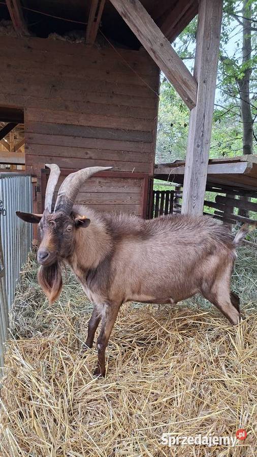 Kozioł Cap Alpejski dolnośląskie