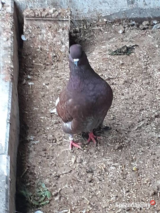 Kingi gołębie Staszów