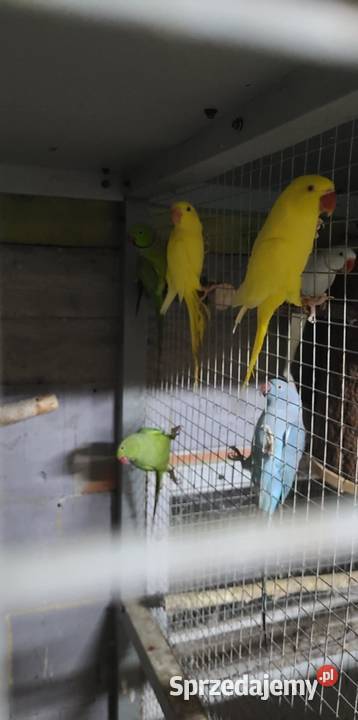 Aleksandretty lęgowe Polanka Wielka