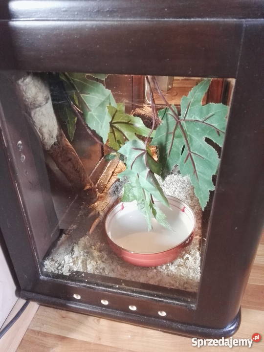 Pyton królewski z terrarium papierami dolnośląskie Wałbrzych