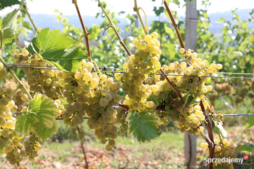 Funkcjonująca Winnica z infrastrukturą i Gwoźnica Górna