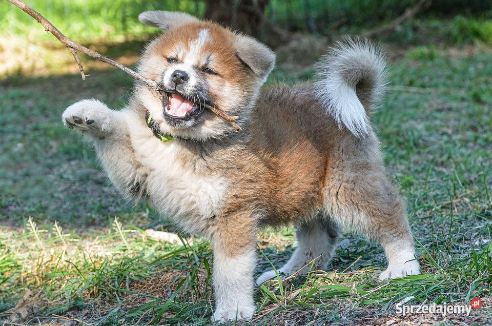 Akita inuaqkita japońska czerwone szczenięta Wołów
