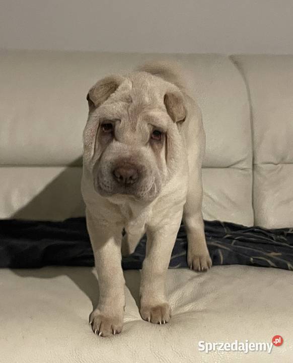 Shar Pei ZKwPFCI Pozostałe lubuskie sprzedam