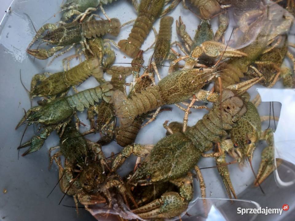 Karp 1520 Węgorz jesiotr Warszawa