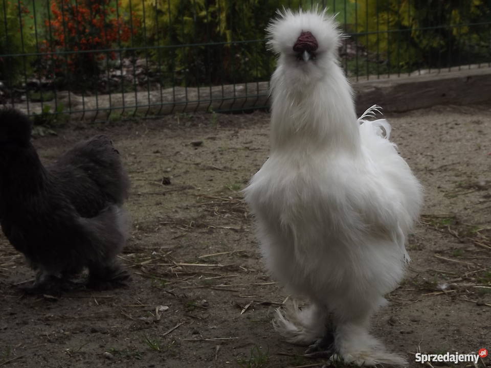 Silka jedwabista kurczęta Pozostałe Zwierzęta