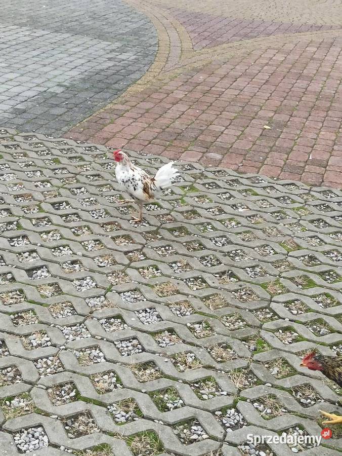 Koguty zargodowe i koguty liliputki Krasnystaw