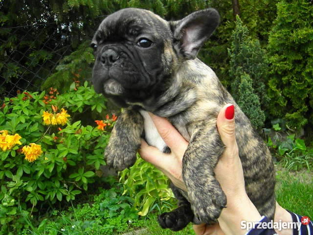 Buldog Francuski śliczny piesekz metryką ZKwP Śrem