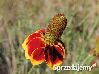 HIT Ratibida Mexican Hat Nasiona wielkopolskie Poznań