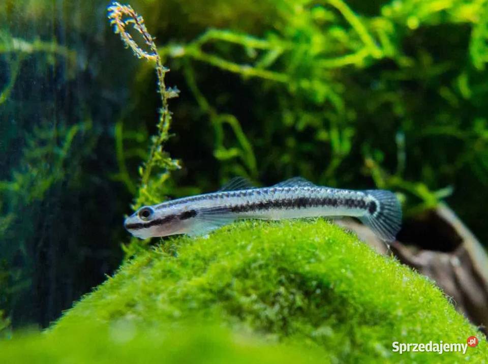 Babka sumatrzańska Stiphodon atropurpureus Gdańsk sprzedam