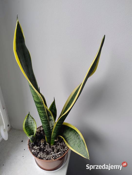 Piekna zadbana sansevieria 42 podstawy doniczki Poznań