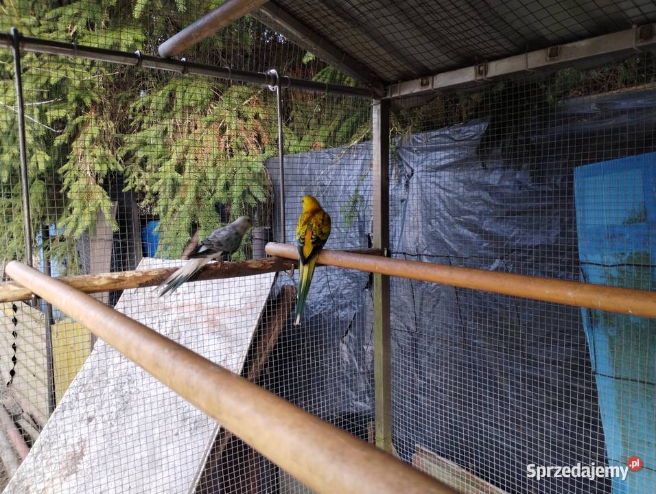 Świergoty świętokrzyskie Bilcza sprzedam