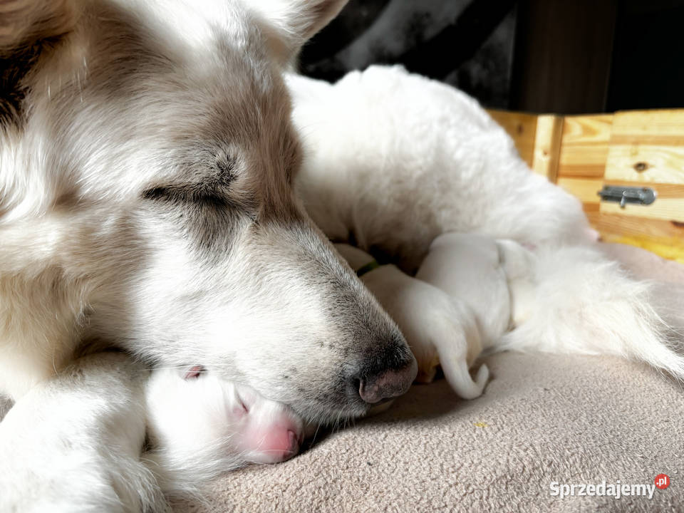 Szczenięta FCI Biały Owczarek Szwajcarski Jelcz-Laskowice