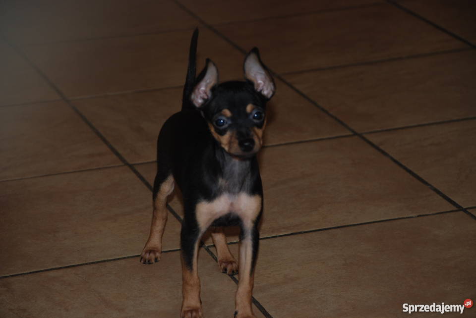 Ratlrerek miniaturka pińczer miniatura sarenka Grębocin sprzedam