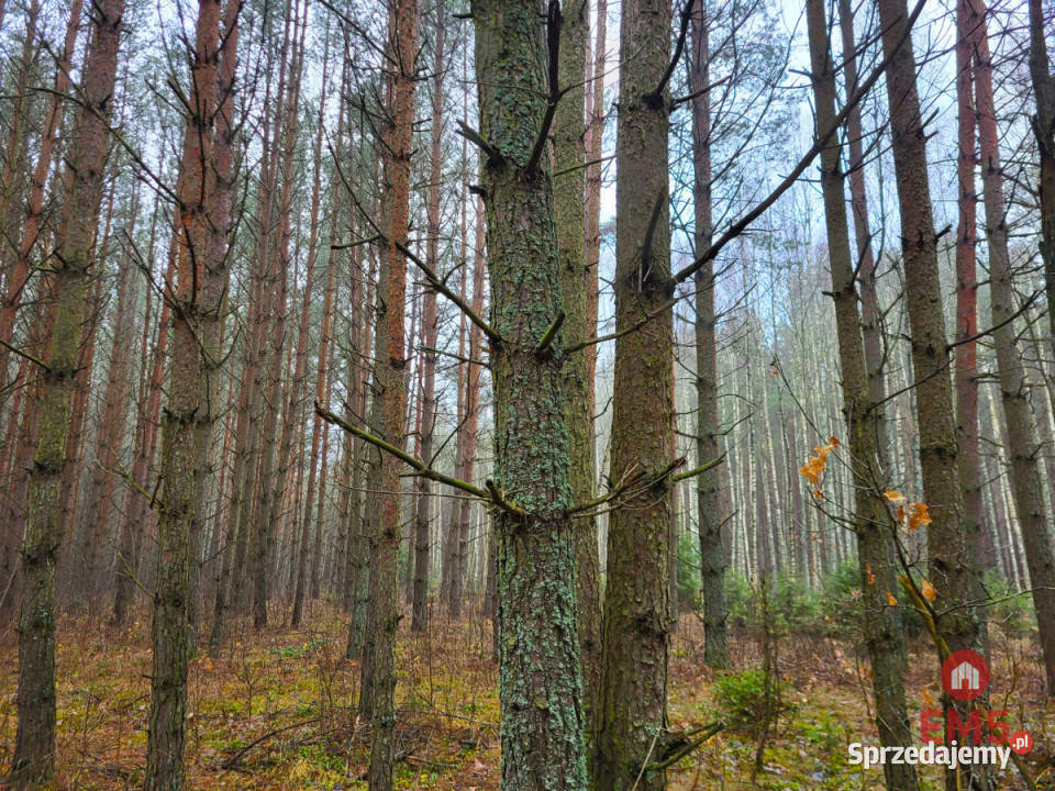 Działka 32000m2 Dubicze Cerkiewne Grunty i działki