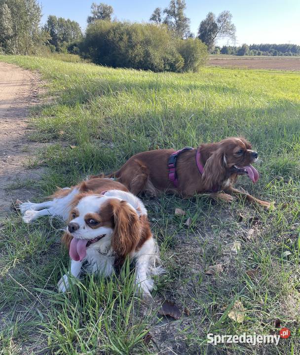 Cavalieki małe szukają domu pełnego miłości