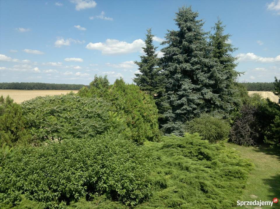Stary ciekawy dom w Budziszewku duża działka Budziszewko