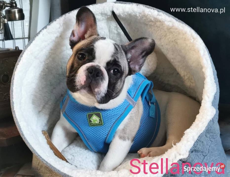 Buldog francuski szczenięta hod Stellanova FCI Warszawa