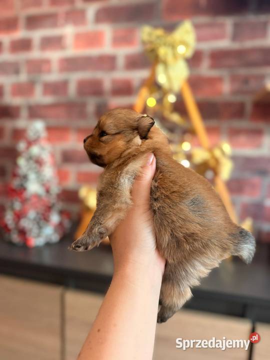 Szpic Miniturowy Kutno