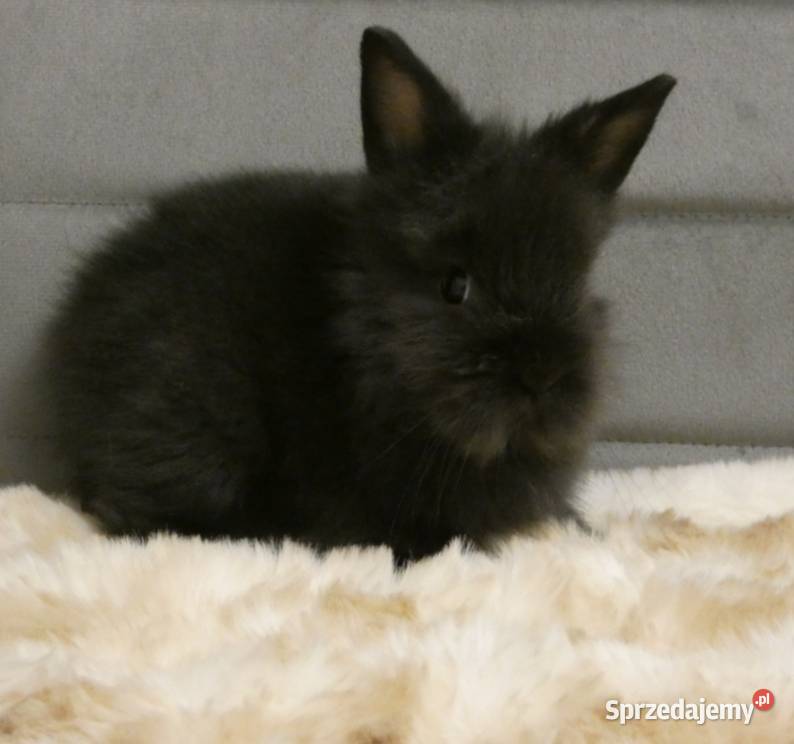 Króliki miniaturki śląskie Dąbrowa Górnicza