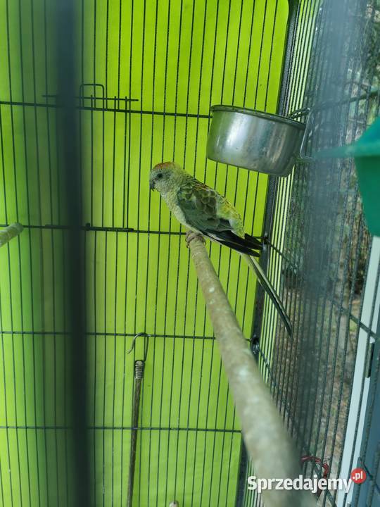 Sprzedam samicę świergotki seledynowej Otwock