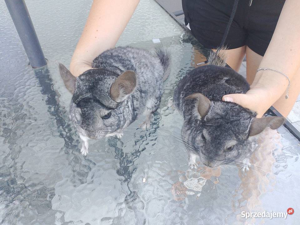 Szynszyle 2 samice dwuletnie Tuczępy