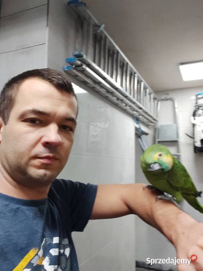Amazonka niebieskoczelna szuka nowego domu śląskie Kleszczów