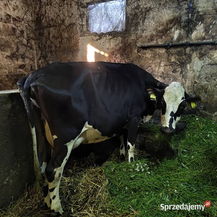 Krowy hf z sumentalem mleczne lubelskie Zamość