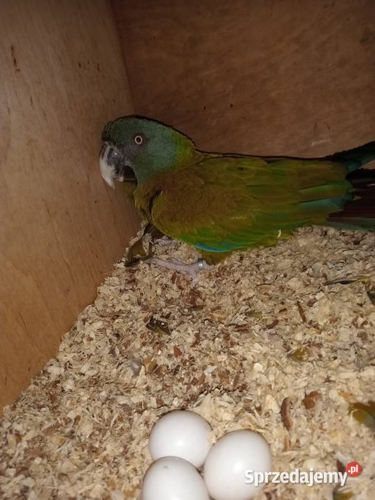 Ara Couloni Górska Dobczyce sprzedam