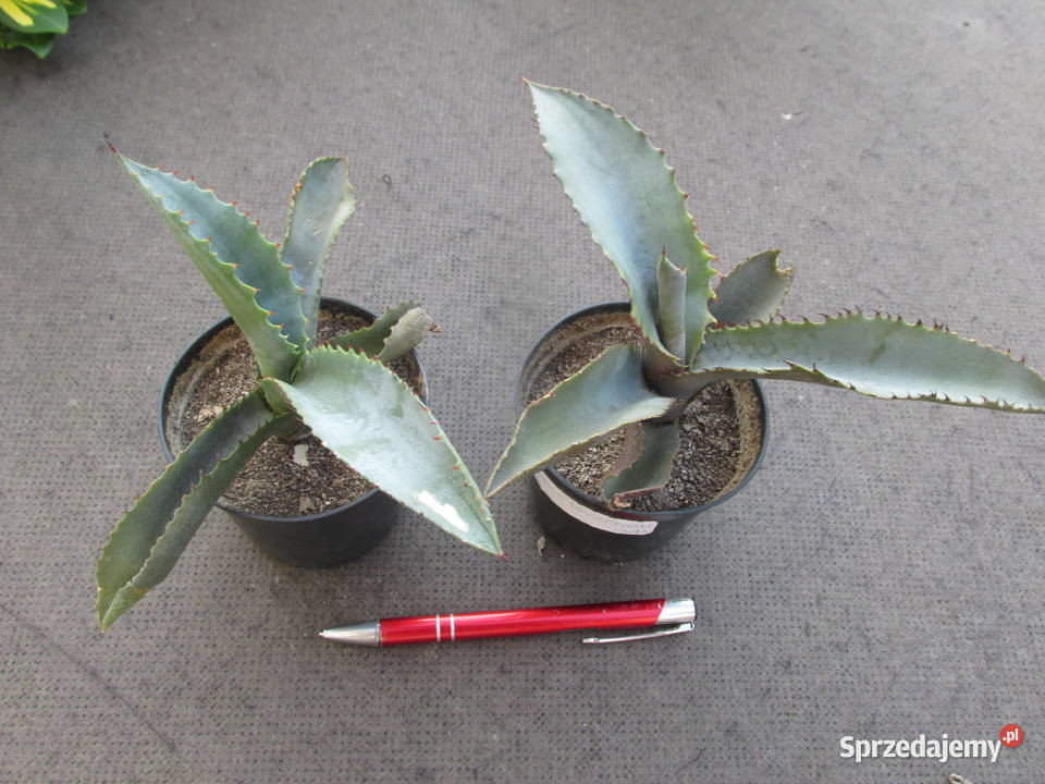 Agawa marmurowa agave marmorata ostatnie 2
