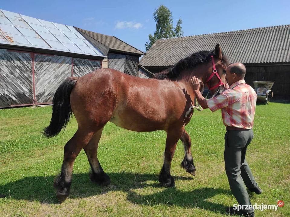 Sprzedam klacz rasy sokólskiej Zwierzęta Czyże