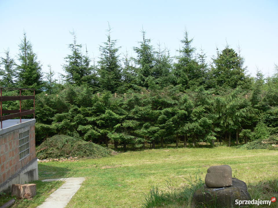 Dom na sprzedaż Werlas podkarpackie alarm sprzedam