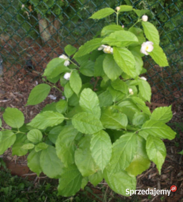 KIELICHOWIEC CHIŃSKI Sinocalycanthus sadzonki w Ustronie